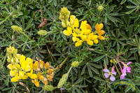 Point Reyes 5-24-15 - _25A3400