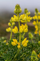 Point Reyes 5-24-15 - _25A3407
