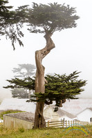 Point Reyes 5-24-15 - _25A3415