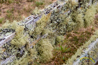Point Reyes 5-24-15 - _25A3436