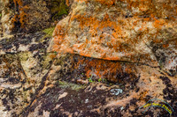 Point Reyes 5-24-15 - _25A3466