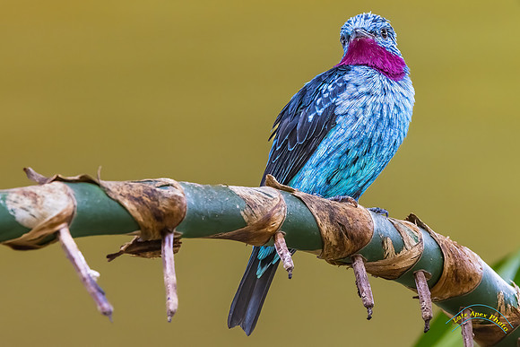 Turquoise Tanager