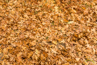 20161030 - 0015