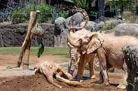 Wild Animal Park 2026-4-15