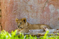 Lion Cubs 11-12-14 - IMG_6558