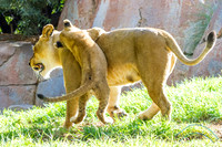Lion Cubs 11-12-14 - IMG_6627