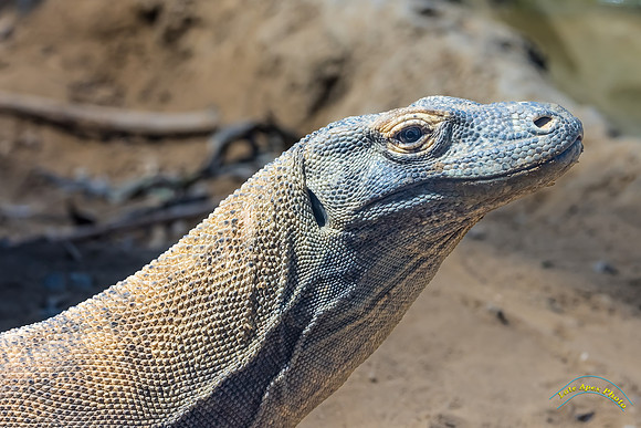 Komodo Dragon Female