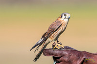 Hawk Watch - 0058