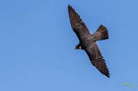 Hawk Watch - 0136