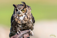 Hawk Watch 2016