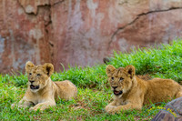 Lion Cubs 11-12-14 - IMG_6668
