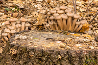 20161030 - 0026