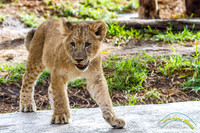 Lion Cubs 11-12-14 - IMG_6473
