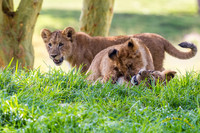 Lion Cubs 11-12-14 - IMG_6582