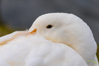 Birds At Santee Lakes