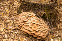 20161030 - 0023