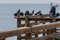 Oceanside Morning Walk with PPS