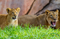 Lion Cubs 11-12-14 - IMG_6651