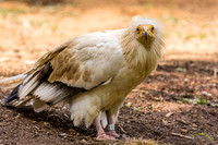 20180529 - 7944
