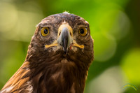 Birds at WAP 2018-5-29