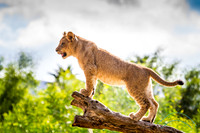 Lion Cubs 11-12-14 - IMG_6518
