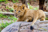 Lion Cubs 11-12-14