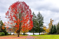 Idylwood Park, WA