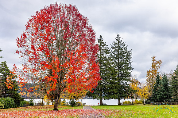 Idylwood Park, WA