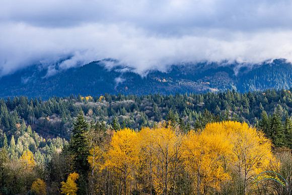 Tiger Mountain, WA