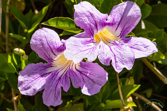 20190417 - 9731