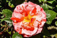 20190417 - 9741