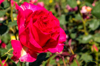20190417 - 9776