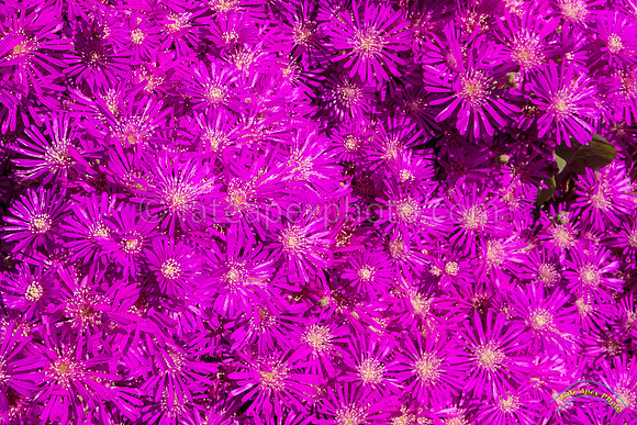 20190417 - 9838