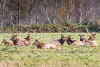Elk Herd Near North Bend, WA