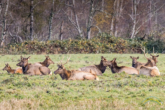 Elk Herd Near North Bend, WA