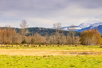 Elk Herd Near North Bend, WA