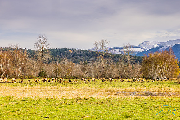 Elk Herd Near North Bend, WA