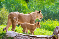 Lion Cubs 11-12-14 - IMG_6754