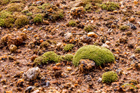 Tiny Moss On Pebbles