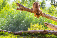 Lion Cubs 11-12-14 - IMG_6527