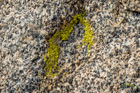 Lichen