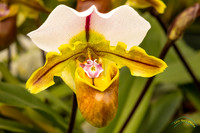 San Diego Zoo Orchids 2024-1-19