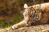 Wild Animal Park 2024-1-24
