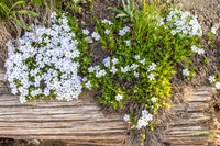 Spreading Phlox