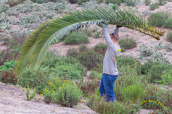 Radio Canyon Restoration 1-31-15 - IMG_6260