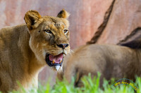 Lion Cubs 11-12-14 - IMG_6650