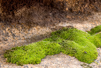 Moss