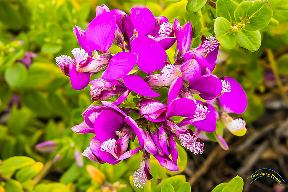 20240418-IMG_8100-Edit