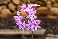 20240418-IMG_8107-Edit-2
