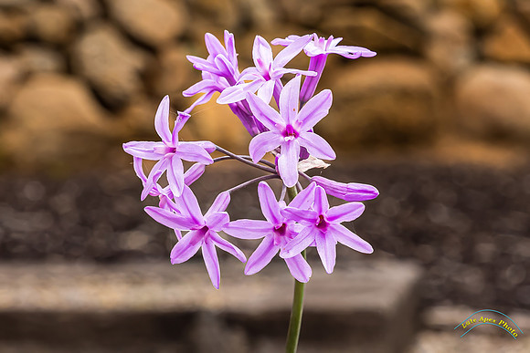 20240418-IMG_8107-Edit-2